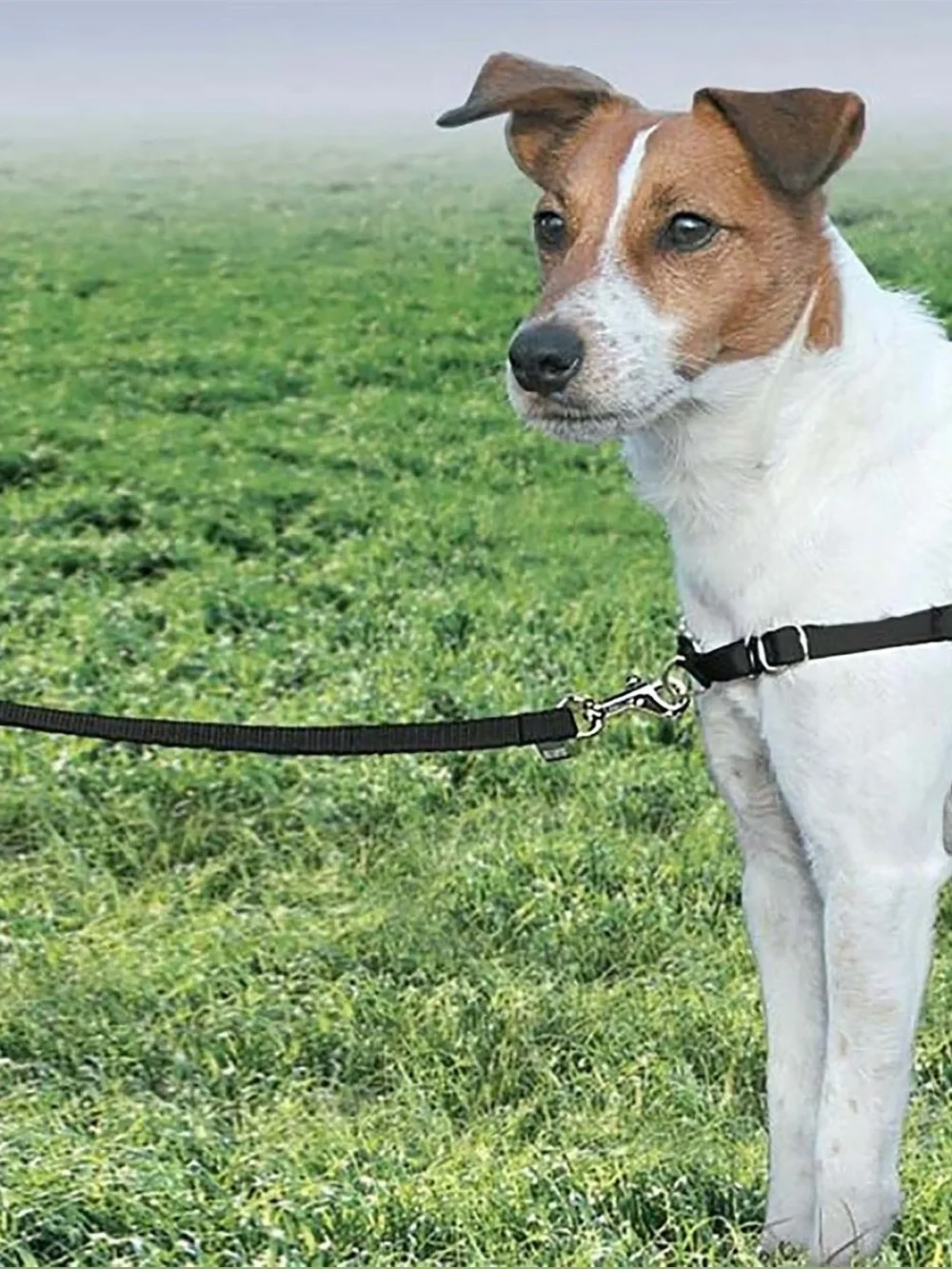 N/A new petsafe